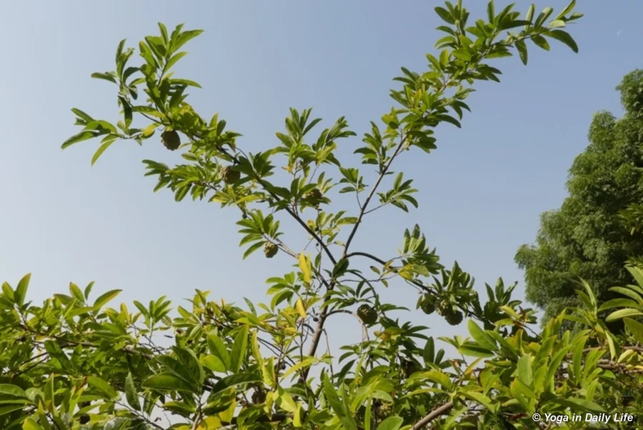 Custard apples fully fruiting